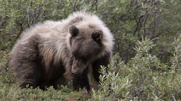 Denali National Park and Preserve, Alaska