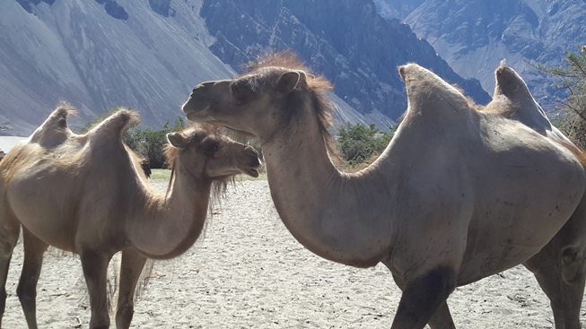 Desert camels 1