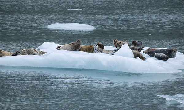Sea Seal on iceberg