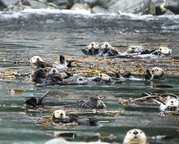 sea otters at inian island