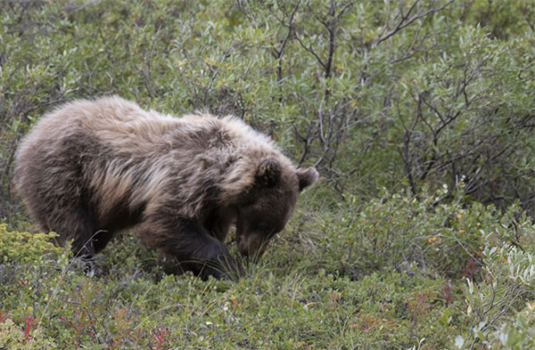 Grizzly bear4