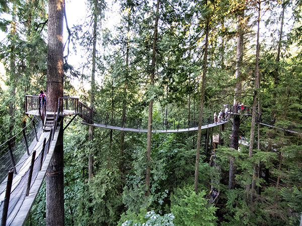 Tree top suspended bridge