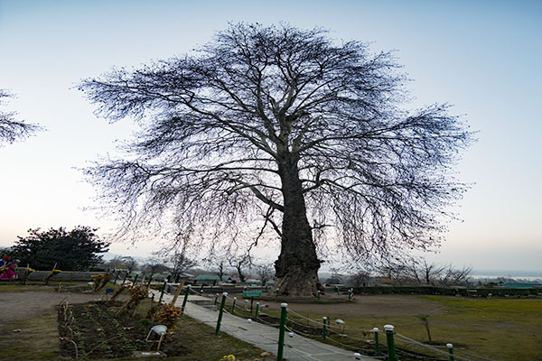 Chasmeshai tree