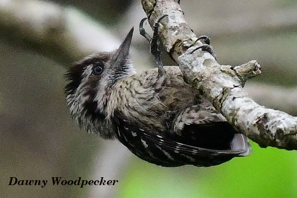 Dawny Woodpecker