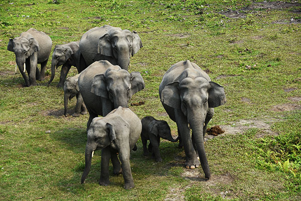 Elephants comming 1