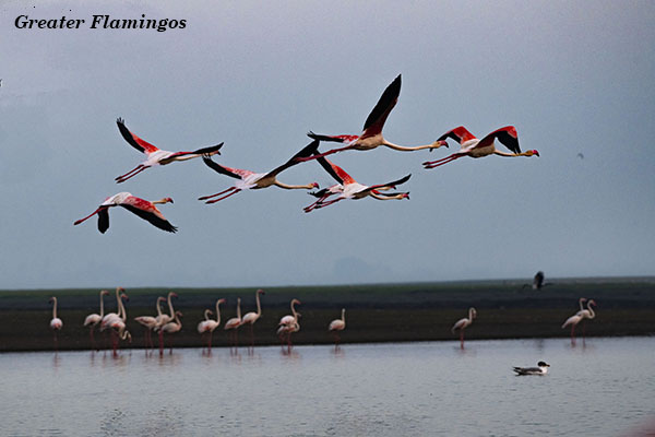 Flamingoe flying