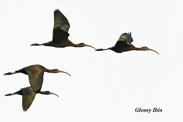 Glossy Ibis in flight