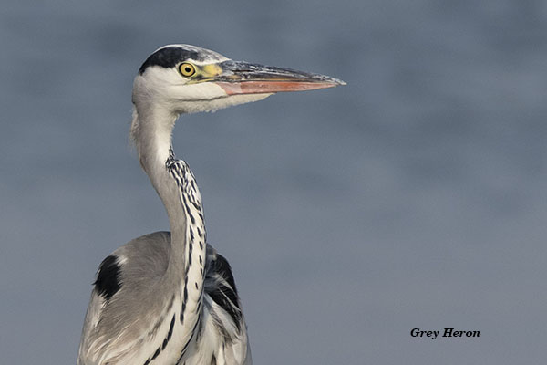 Grey Heron only face