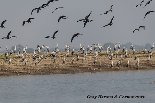 Grey Herons & Cormorants
