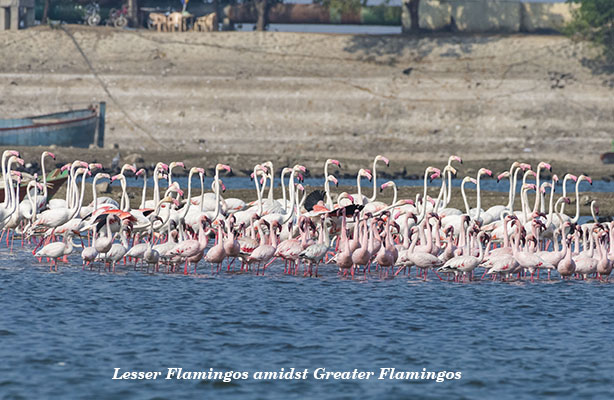 Lesser Flamingos amidst Greater Flamingos