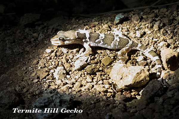 Termite Hill Gecko