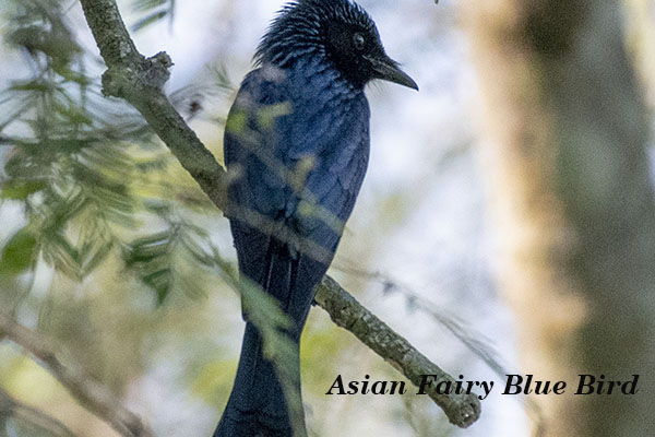 Asian Fairy Blue Bird 2