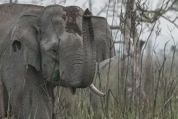 Elephant Ganesh closeup