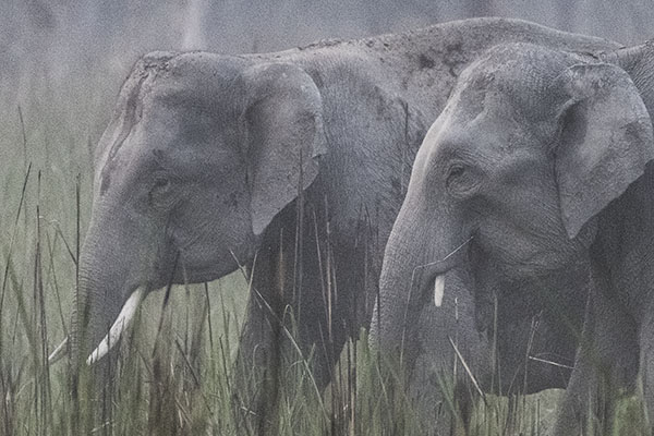 Elephants closeup