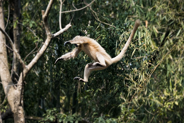 Golden Langur jumping
