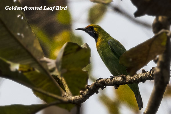 Golden-fronted leaf Bird 1