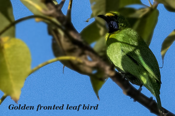 Golden fronted leaf bird 1