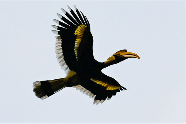 Hornbill Flying 4