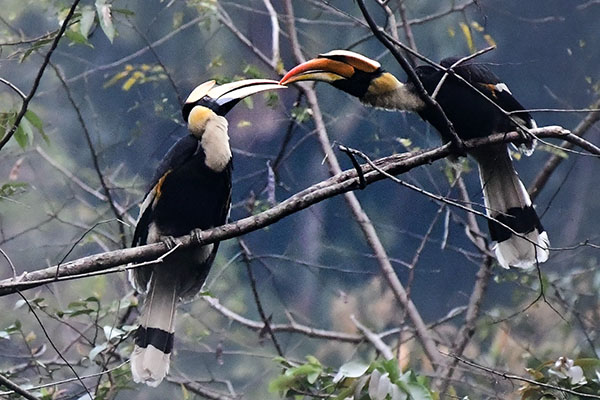 Hornbill kissing