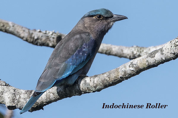 Indochinese Roller