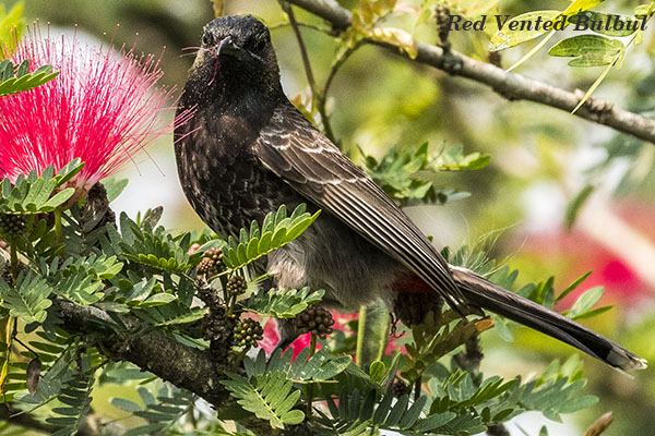 Red Vented Bulbul 3