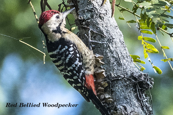 Red-bellied Woodpecker 4