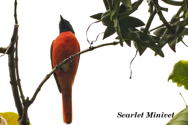 Scarlet Minivet