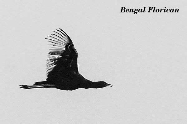 Bengal Florican 3