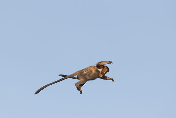 Capped langur with baby jumping 3