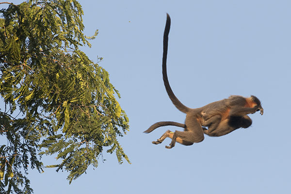 Capped langur with baby jumping1