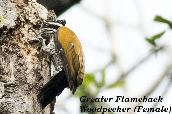 Greater Flameback Woodpecker 1 ( Female)