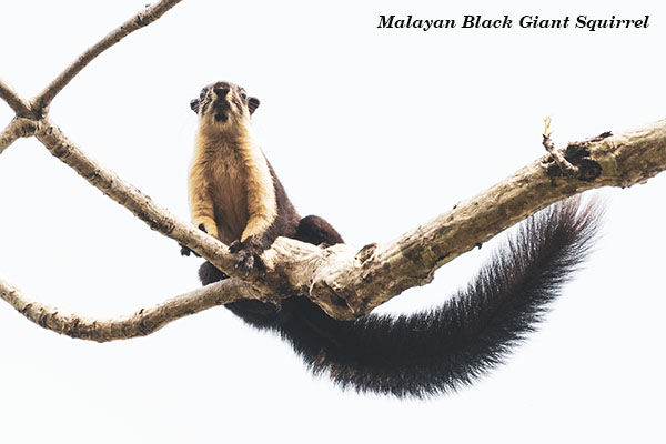 Malayan Black Giant Squirrel