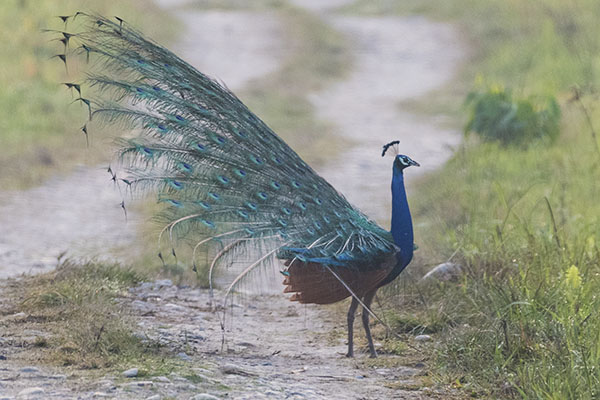 Peacock on road