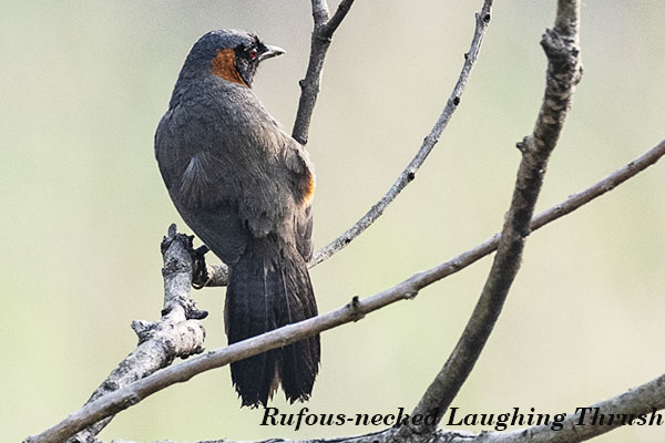 Rufous -necked laughing Thrush