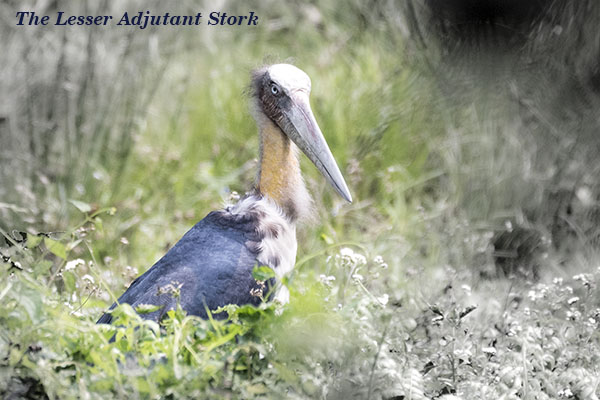 The Lesser Adjutant Stork