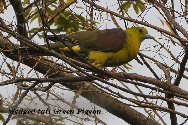 Wedged tail Green Pigeon 1