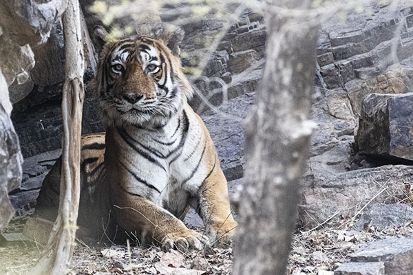 Tiger Kumbha 6 B