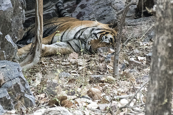 Tiger Kumbha 9
