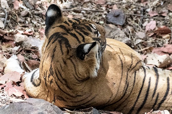 Tiger Noor back flipped