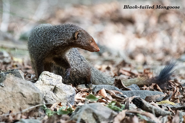 Black-tailed Mongoose 1