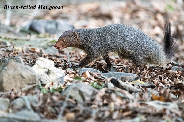 Black-tailed Mongoose