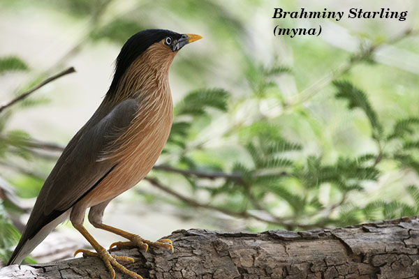 Brahminy Starling (myna)