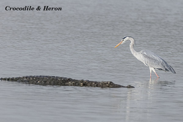 Crocodile & Heron
