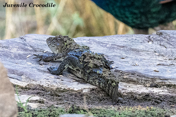 Crocodile baby 1. tif