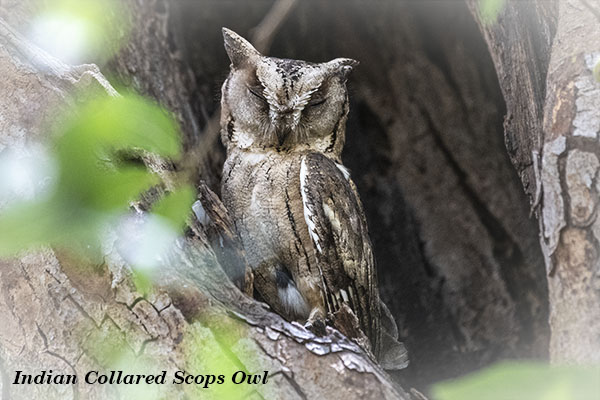 Indian Collared Scops Owl 1