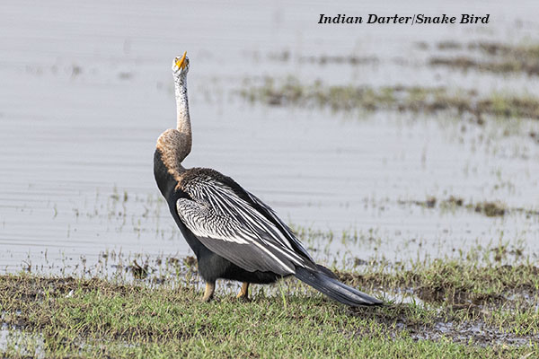 Indian Darter-Snake Bird 1
