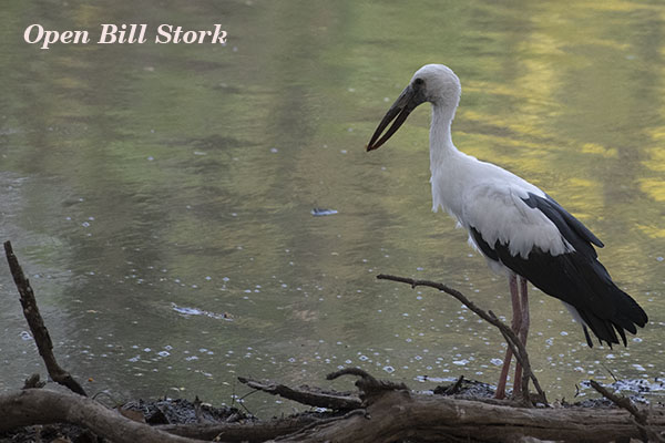 Open Bill Stork