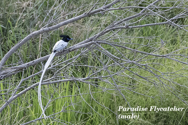 Paradise Flycatcher - male. 1tif