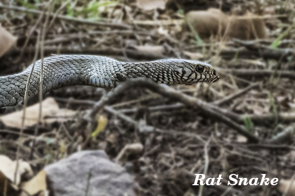 Rat Snake 1