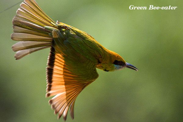 Green Bee-eater 1